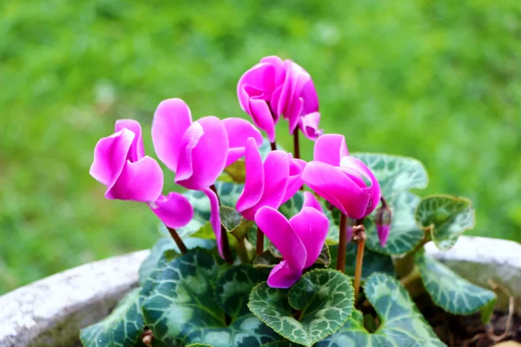 les feuilles de mon cyclamen deviennent molles pelouse verte fleurs roses