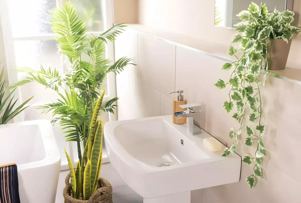 lierre anglais dans une salle de bain avec d autres plantes qui aime l humidite