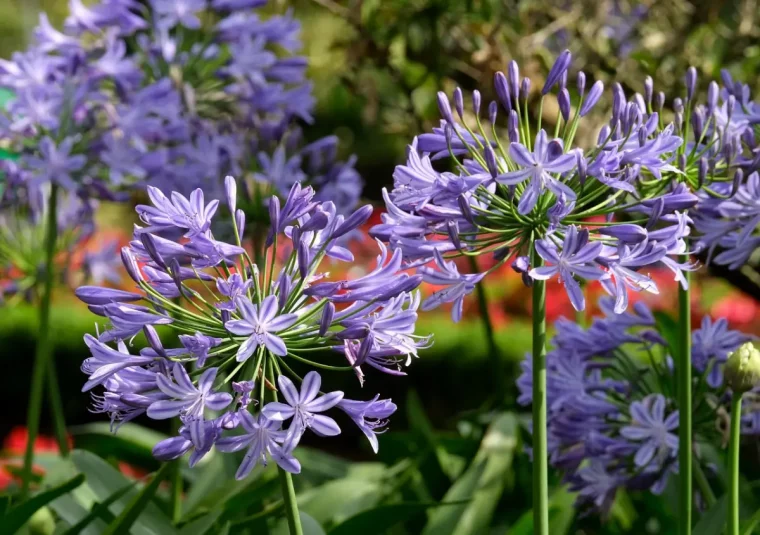 lily africain variete longue tige tubereuse bleue soleil jardin arbres