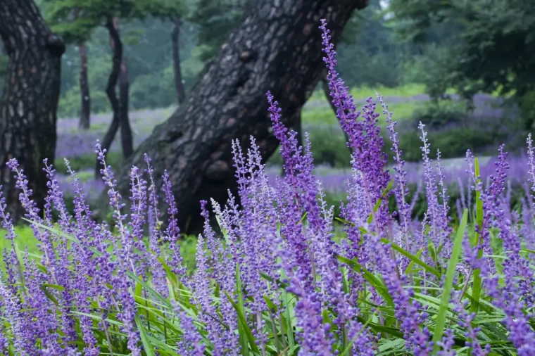 liriope violette plante haute sous arbre jardin ombre