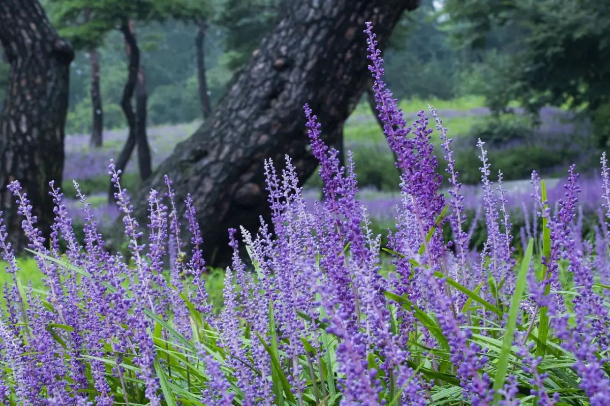 liriope violette plante haute Quelles plantes mettre au pied d un arbre ombre