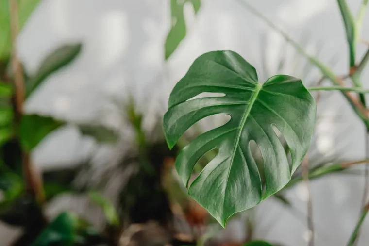 lumiere soleil monstera deliciosa entretien soleil racines aeriennes