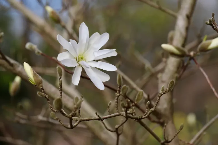 magnolia etoile fleur blanche tiges bois floraison bourgeons arbuste