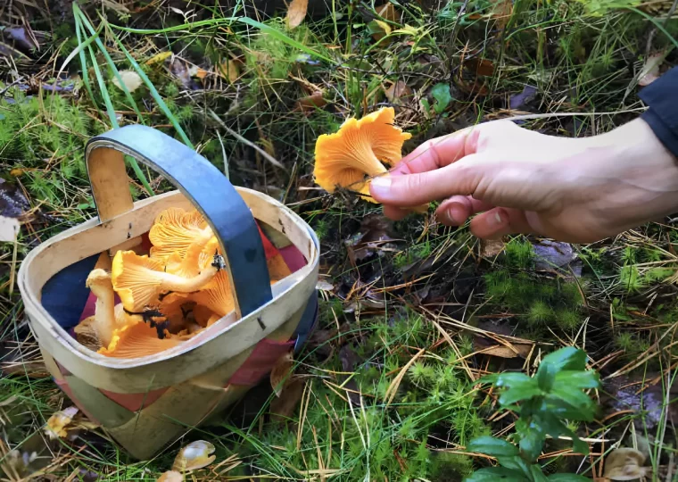 main tient une chanterelle au dessus d un panier pleine de champignons