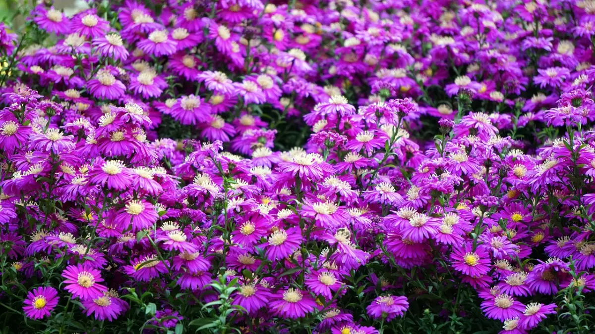 masse fleuri violette des asters
