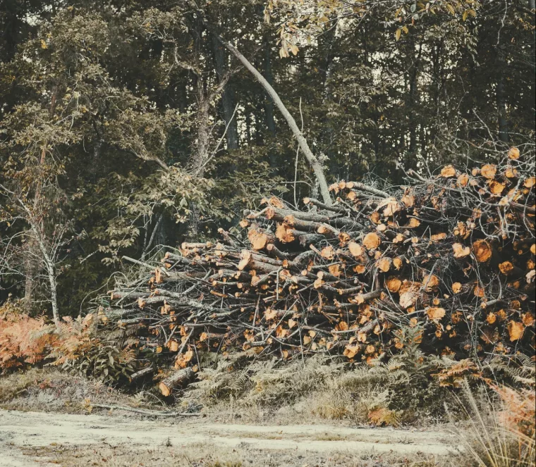 meilleurs bois de chauffage et ceux à ne jamais utiliser pour se chauffer