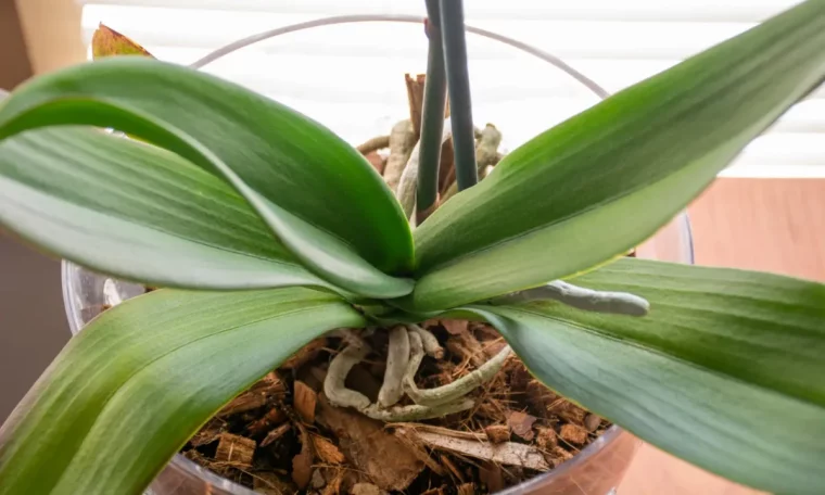 mon orchidеe ne fait que des feuilles et des racines raisons