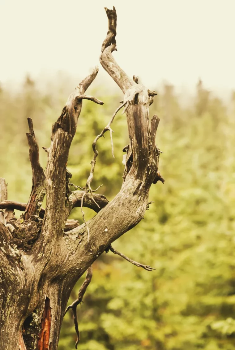 ne pas bruler du bois pourri quel bois poele a bois et cheminée