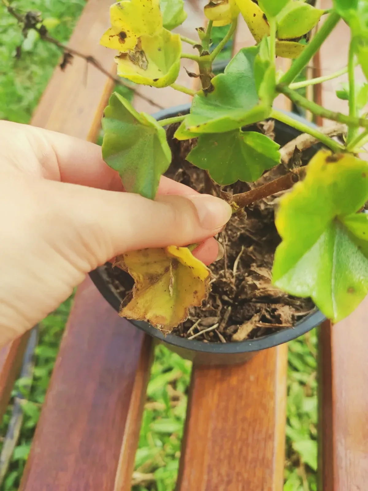 nettoyer les géraniums pour l hiver astuces hivernage geraniums plantes