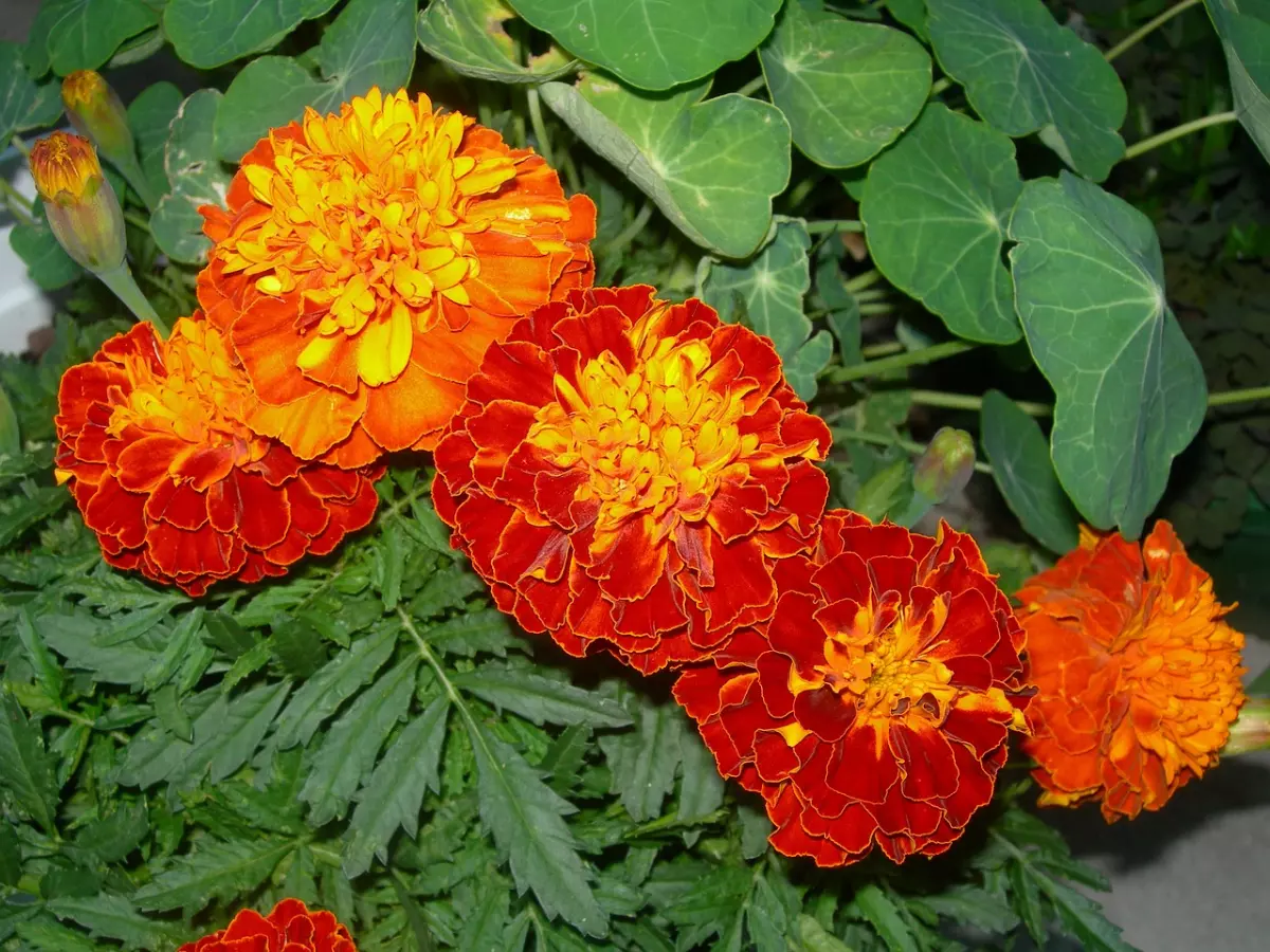 oeillets d inde avec cinq fleurs couleur jaune orange