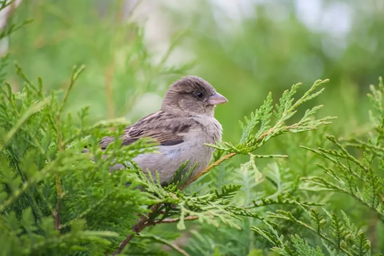 oiseau haie conifere thuya branches pousses vertes nature jardin