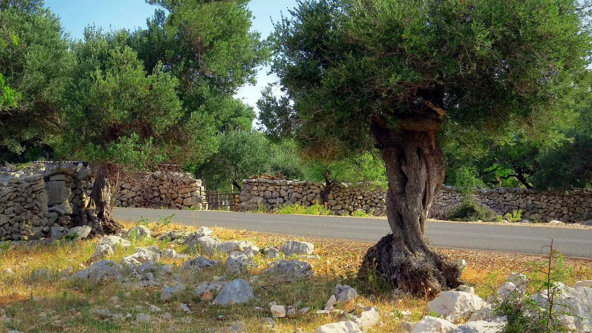 olivier bien etabli au bord d une route