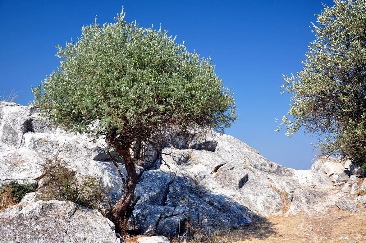 olivier dans un sol rocheux sur fond d un ciel bleu