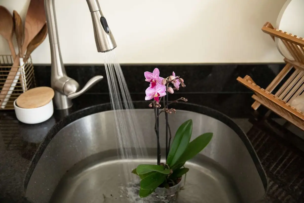 orchidee arrosage ou bain douche eau robinet pot transparent floraison feuilles