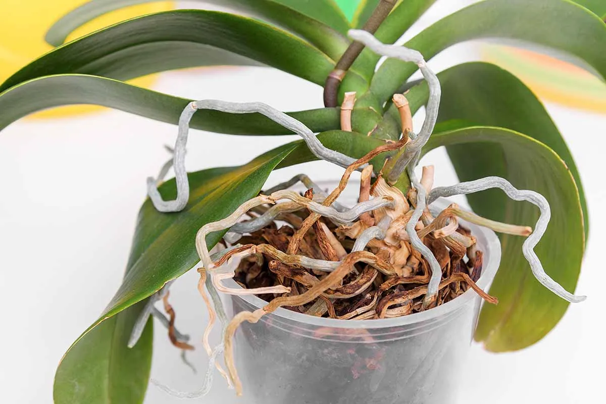 orchidee aux racines qui sortent a la surface que faire
