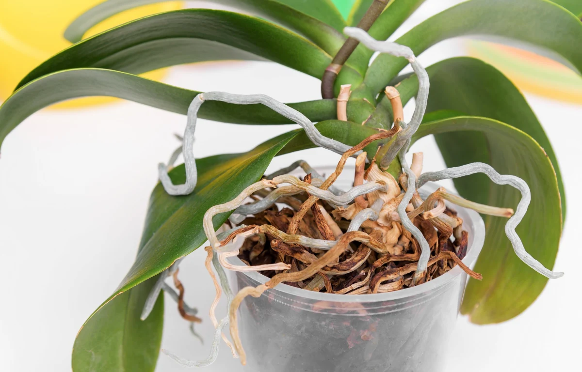 orchidee aux racines qui sortent du pot que faire