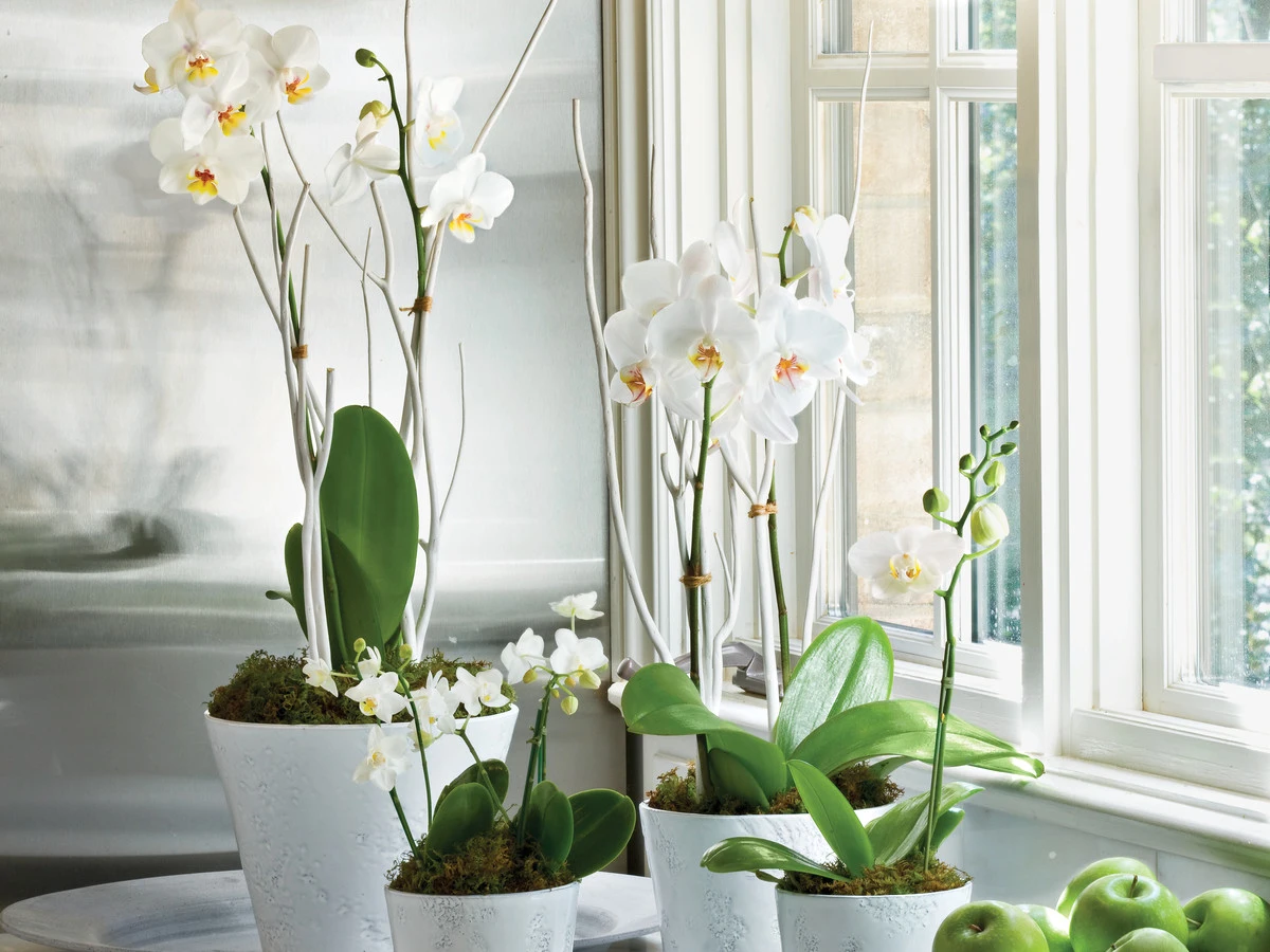 ou mettre les orchidees pendant l hiver