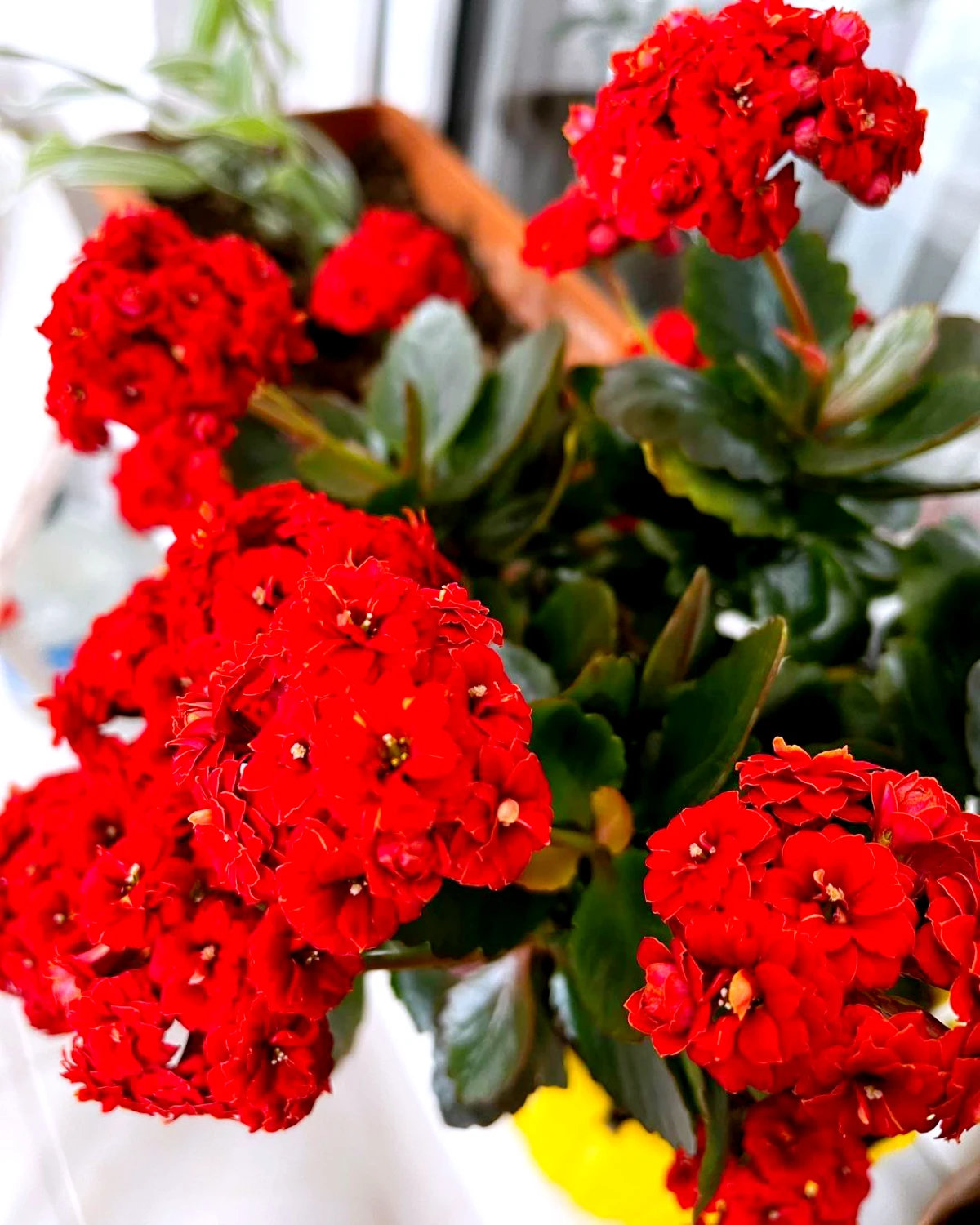 ou mettre un kalanchoe en hiver fleurs rouges