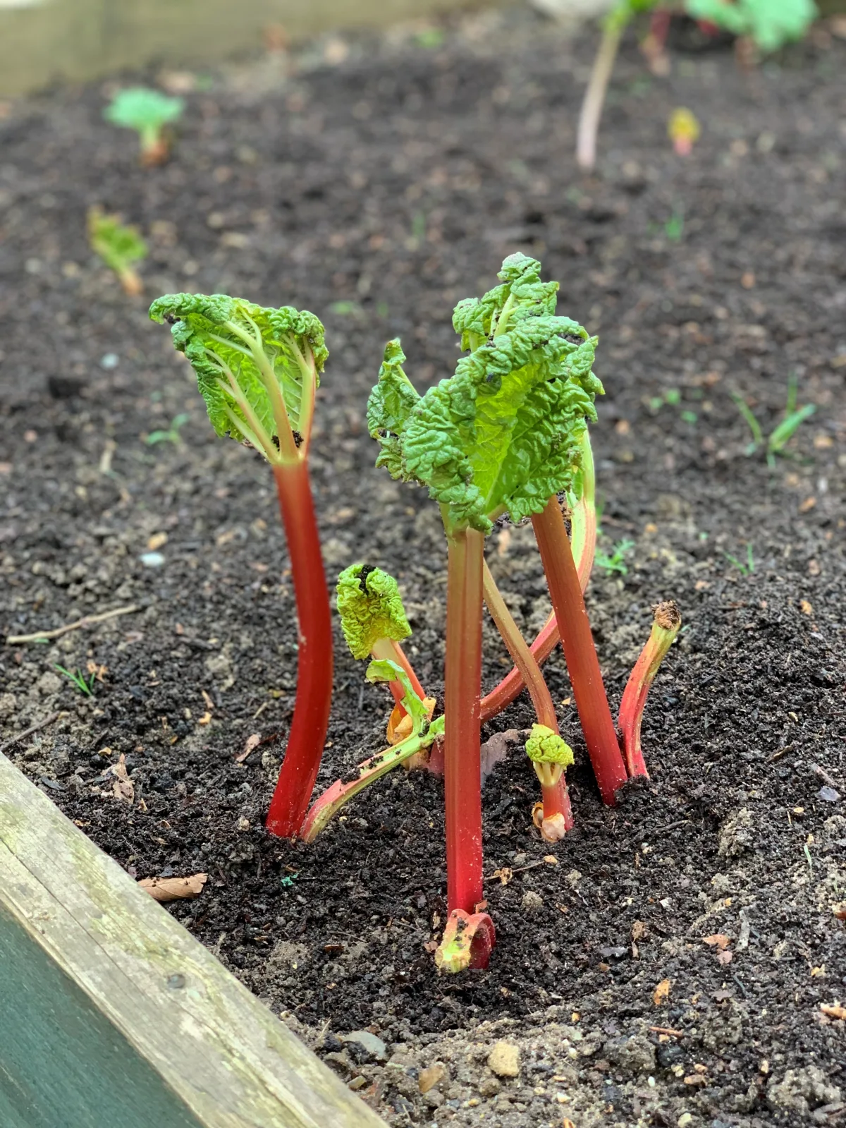 ou planter la rhubarbe dans le jardin conseils de pro