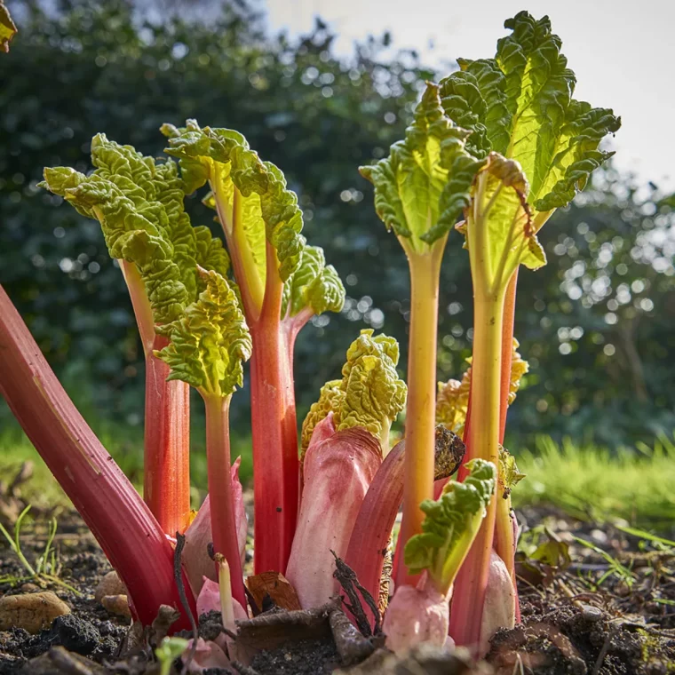 ou planter la rhubarbe dans le jardin pour des recoltes abondantes