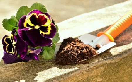 outil de jardinage avec du compost devant un plant de pensees a planter