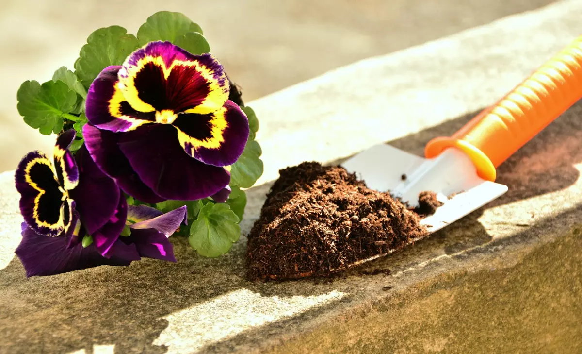 outil de jardinage avec du compost devant un plant de pensees a planter