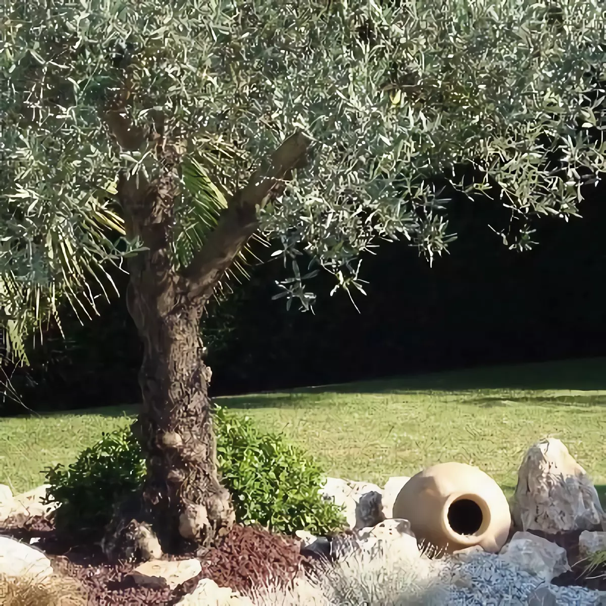 paillage de copeaux et ecorces de bois au pied d un olivier et des pierres qui bordent l ensemble