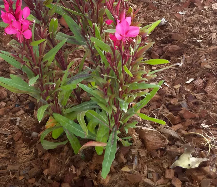 paillage epais de copeaux de bois et de la paille au pied de laurier rose de petite taille