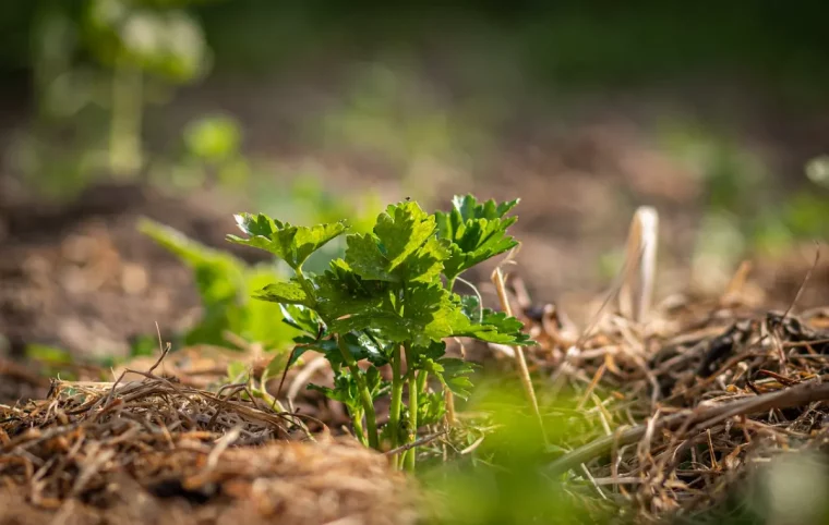 paillage potager materiel organique branches tiges seches feuilles mortes