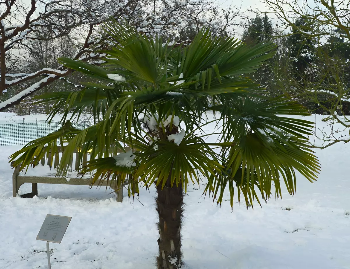 palmier dans un parc public recouvert de neige