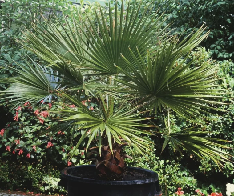 palmier plante exterieur toute saison de la region mediterraneenne du sud