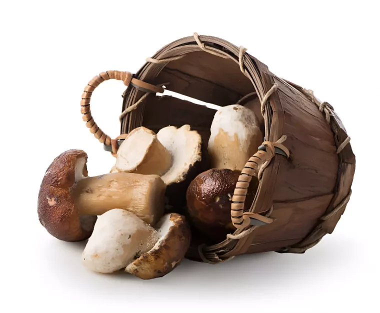 panier renverse avec des cepes sur fond blanc