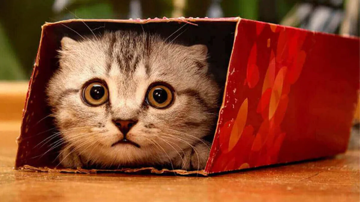 petit chat qui se cache dans une boite de cadeau