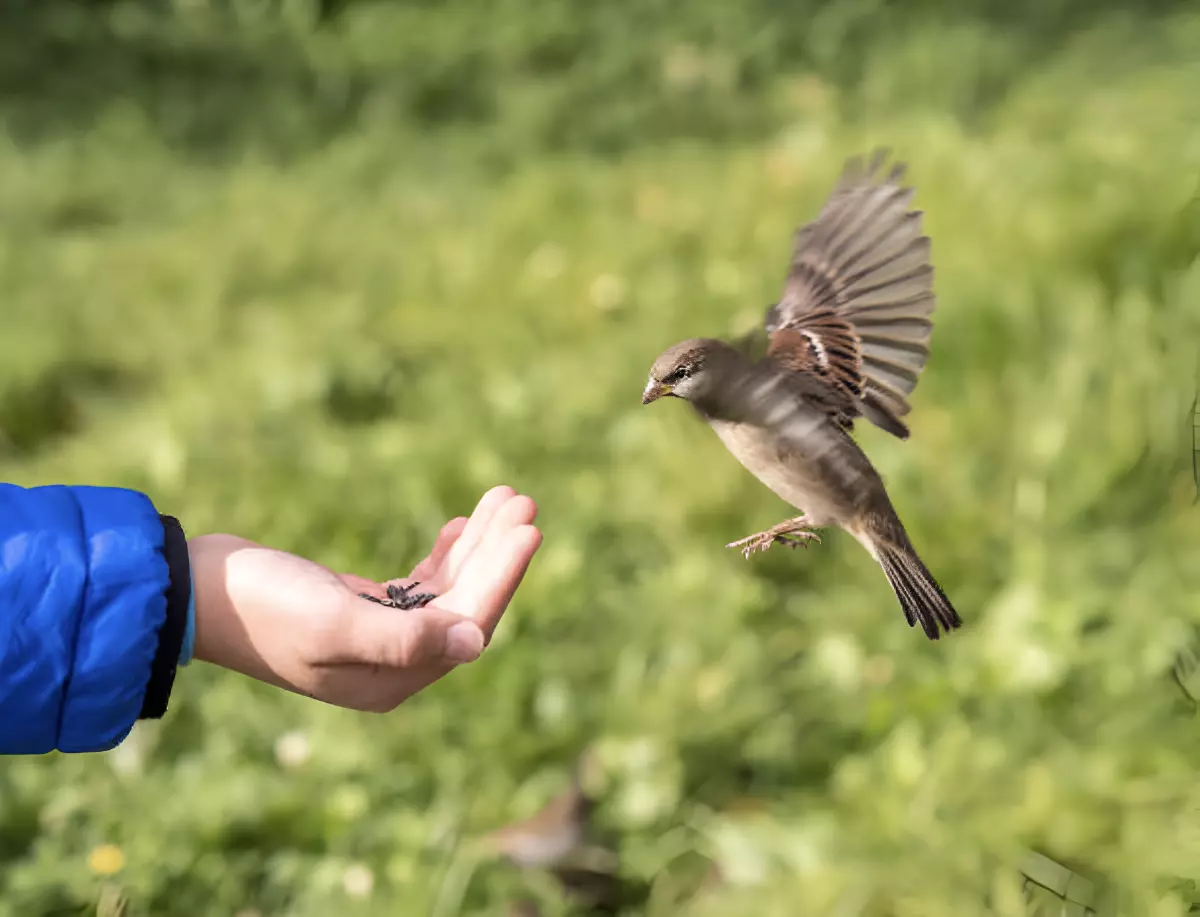 petit oiseau dans l air proche d une main qui lui tend des grains