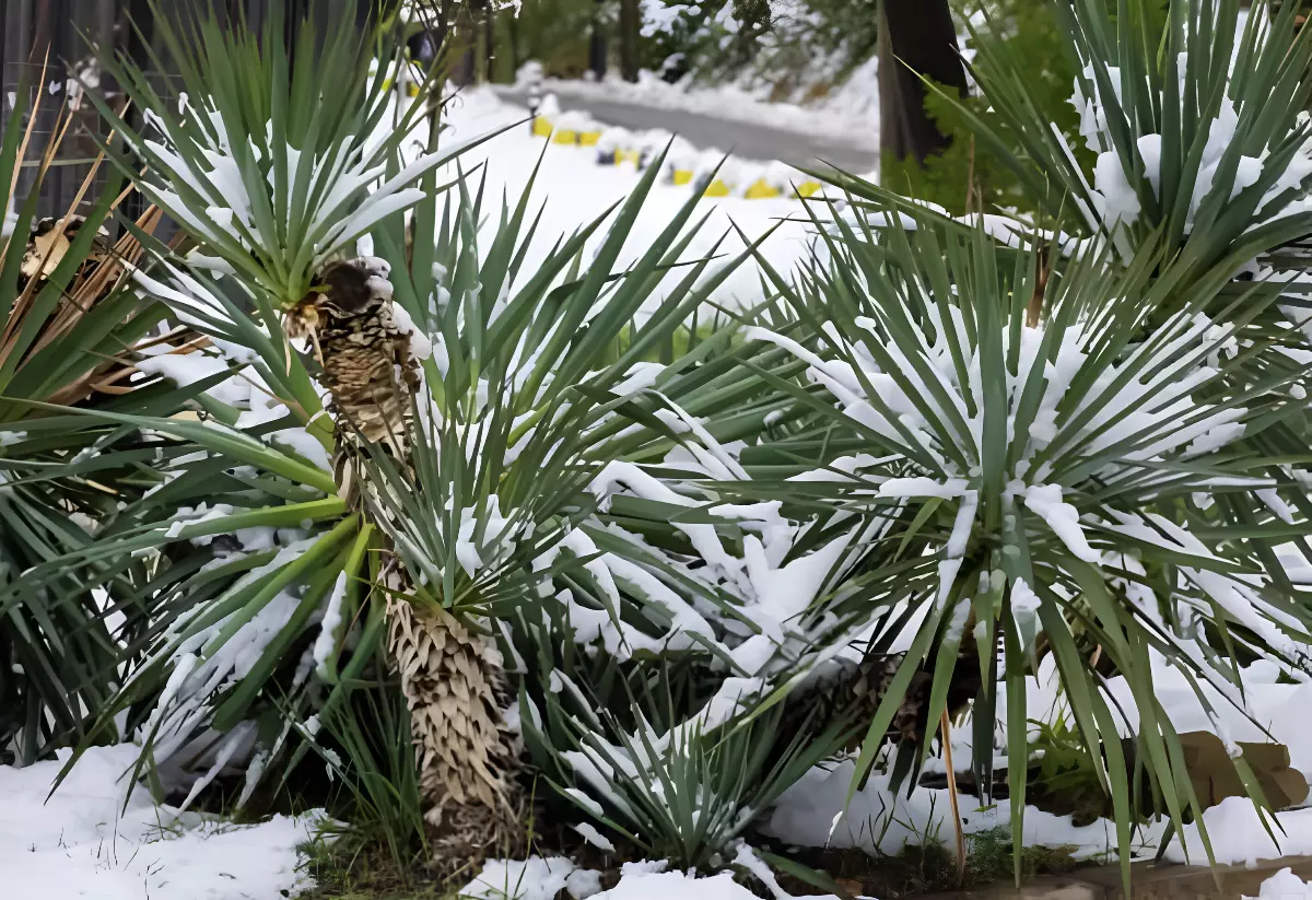 petits palmiers sous la neige