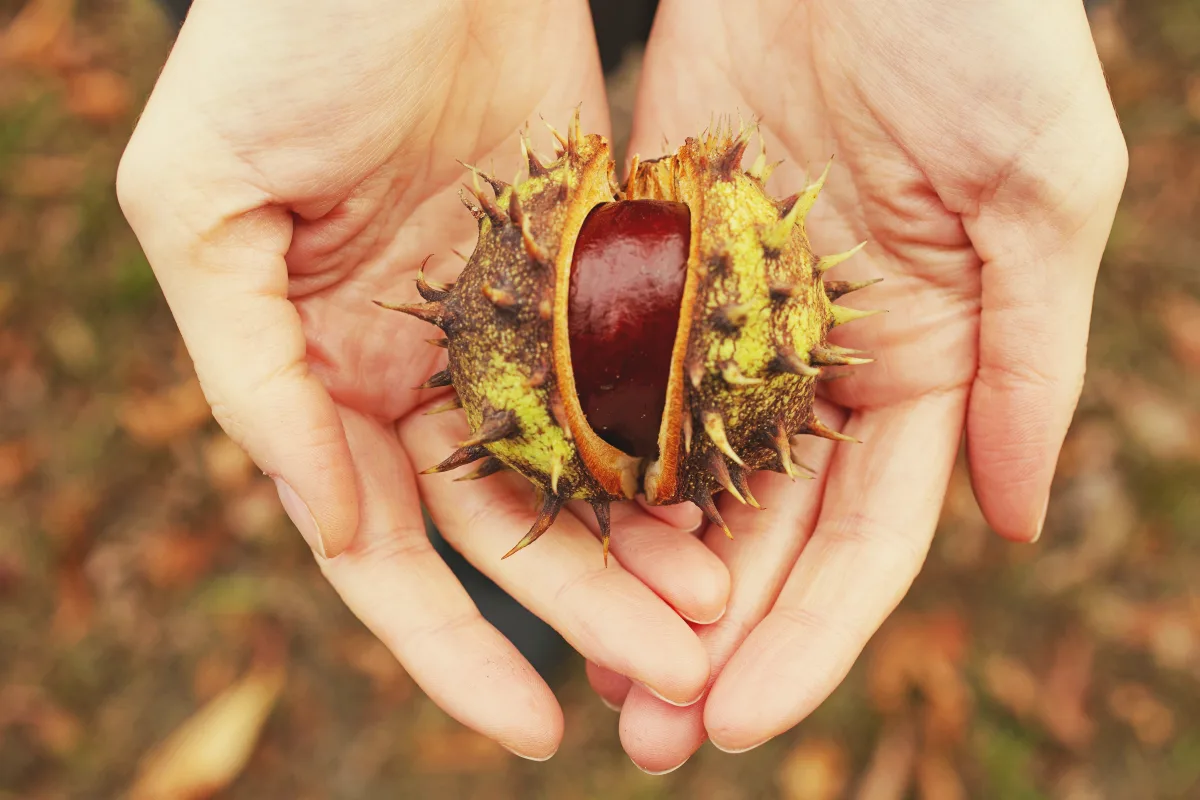peut on manger des marrons et quelles différence entre marrons et chataignes