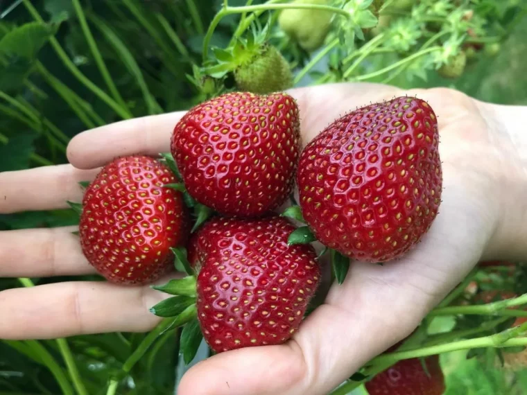 peut on repiquer des fraisiers en octobre fraises mures dansune main