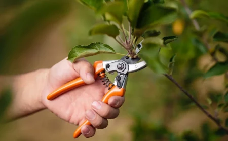 peut on tailler un citronnier en octobre outil de jardinage secateur