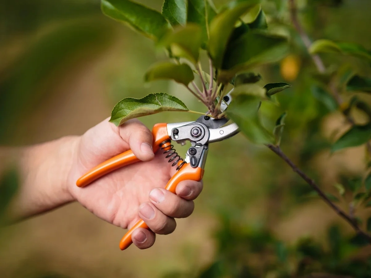 peut on tailler un citronnier en octobre outil de jardinage secateur