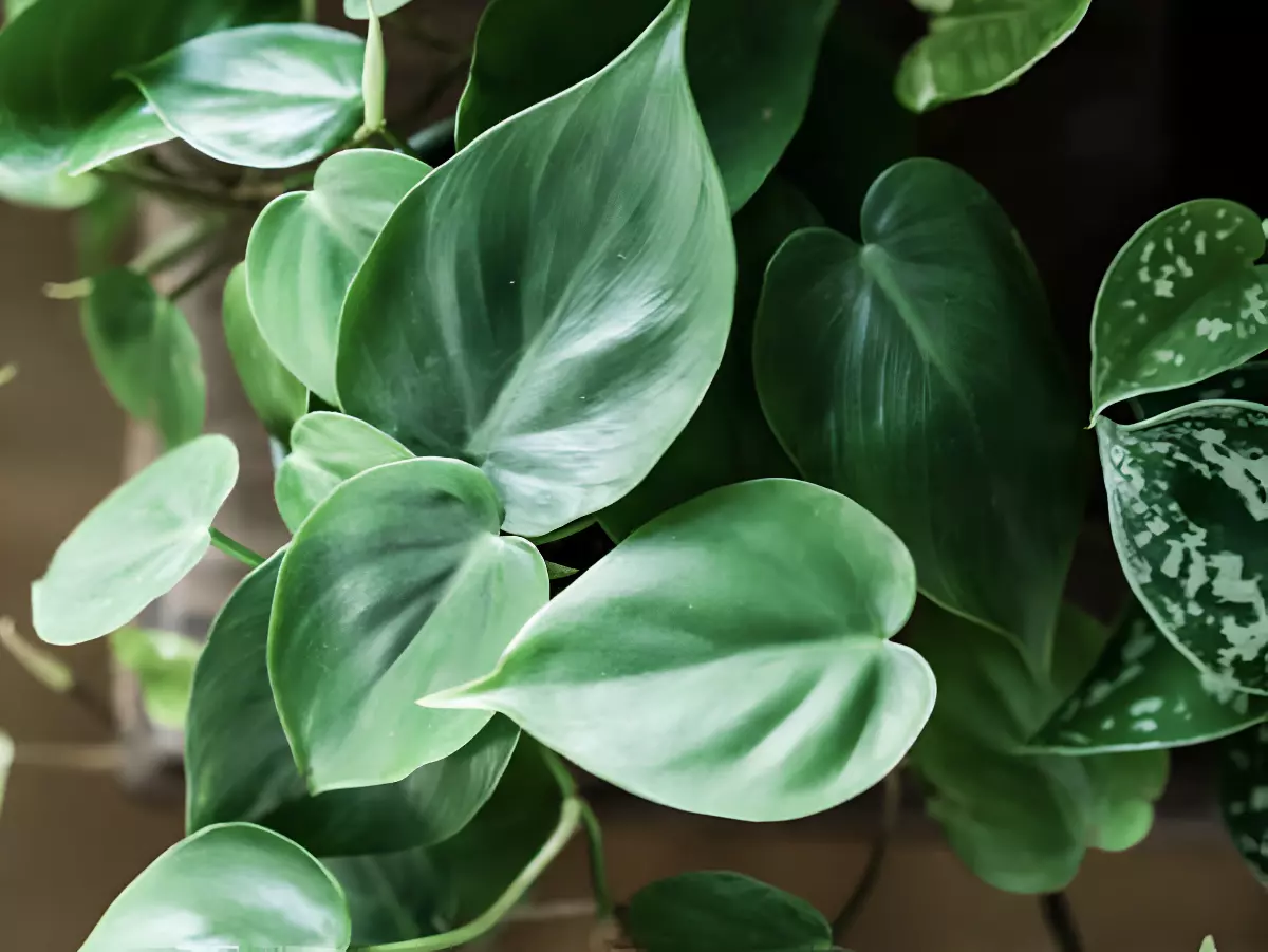 philodendron avec des feuilles vertes en forme de coeur