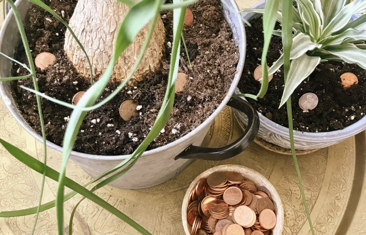 piece de monnaie dans le sol des plantes pots chlorophytum tapis rond