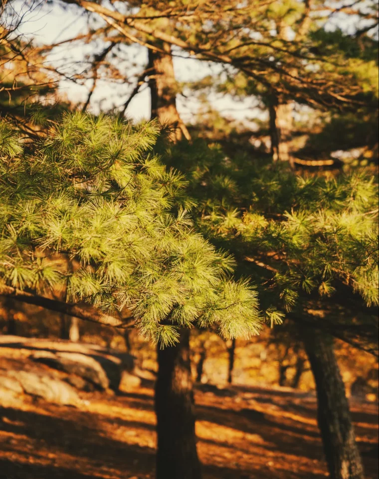 pin bois de cheminée peut on bruler du pin astuces chauffage saison 2024