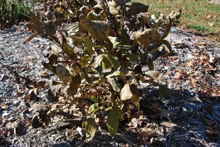 pivoine feuilles jaunies sechage sol jardin plante variete tiges brunes