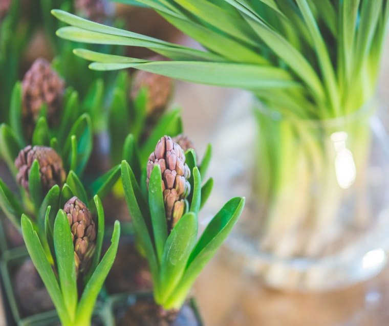 plantation bulbes de printemps avec forçage en eau ou en terre