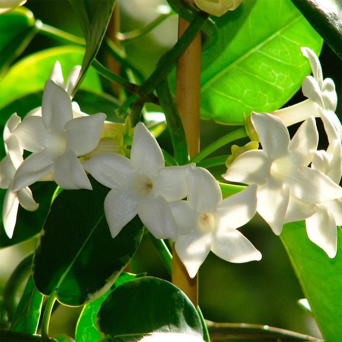 plante d interieur a fleurs blanches support bambou floraison
