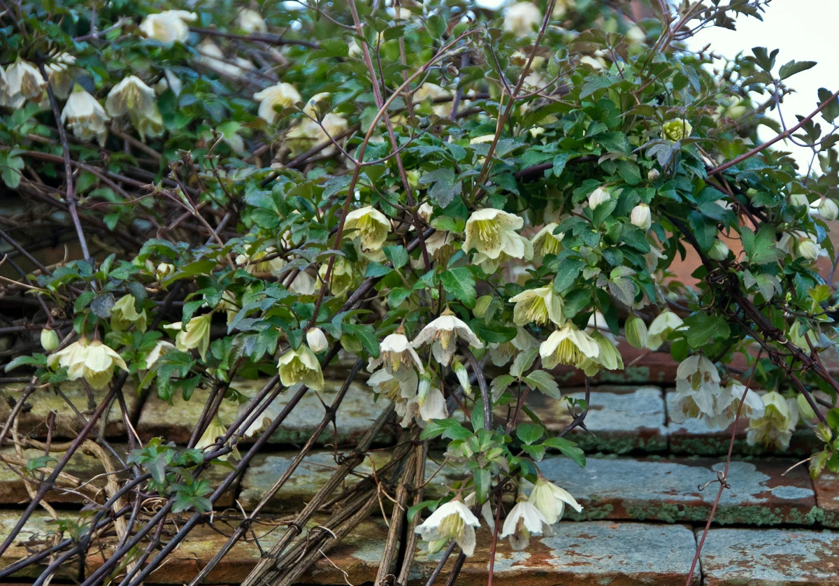 plante grimpante en hiver clematite de noel fleurs blanches feuilles vertes
