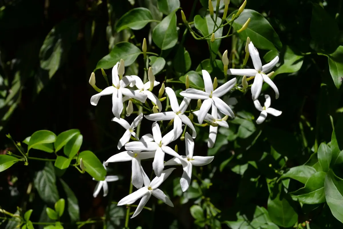 plante grimpante variete jasmin etoile feuillage vert dense fleurs blanches