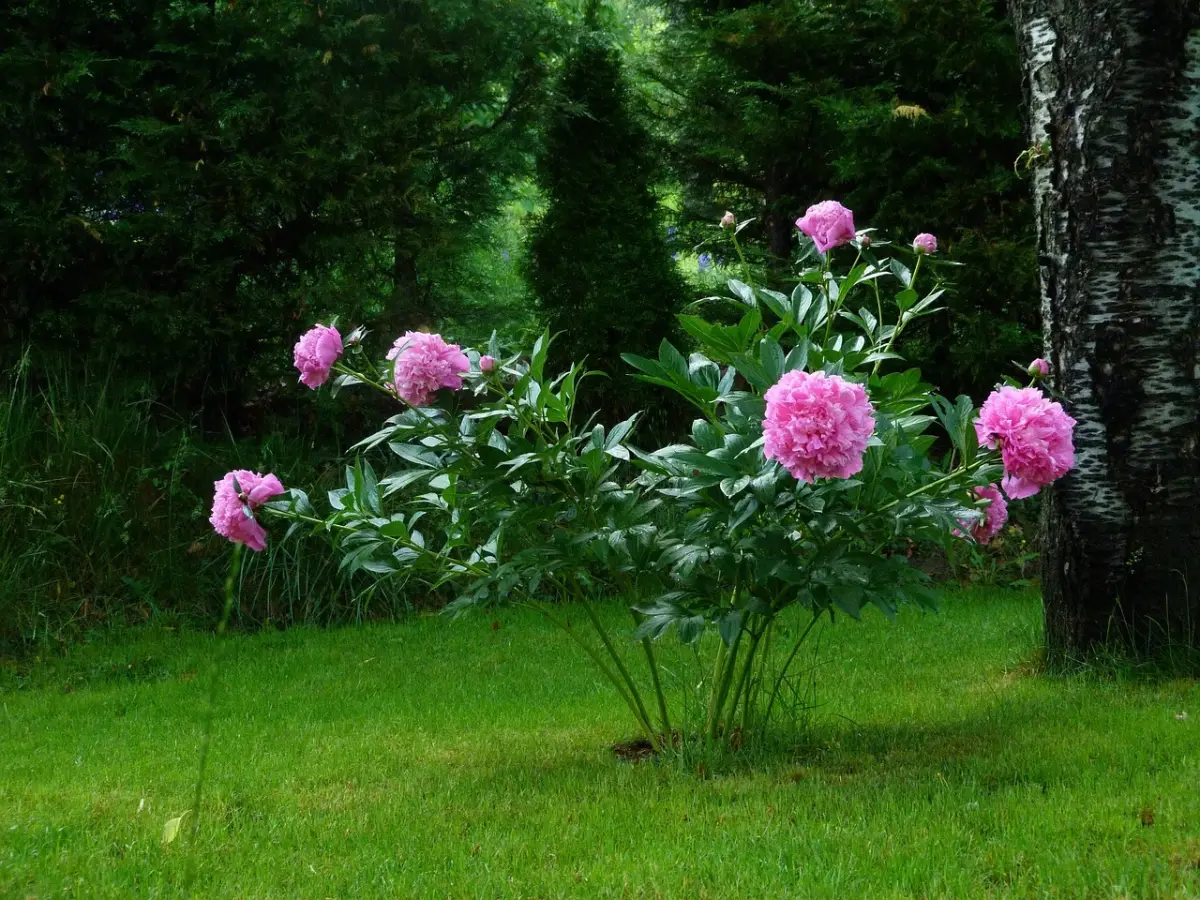 plante jardin gazon floraison varietes pivoines roses fleurs
