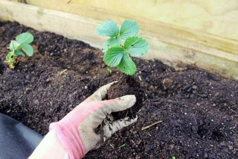 planter des fraises en automne plant avec feuilles vertes terre