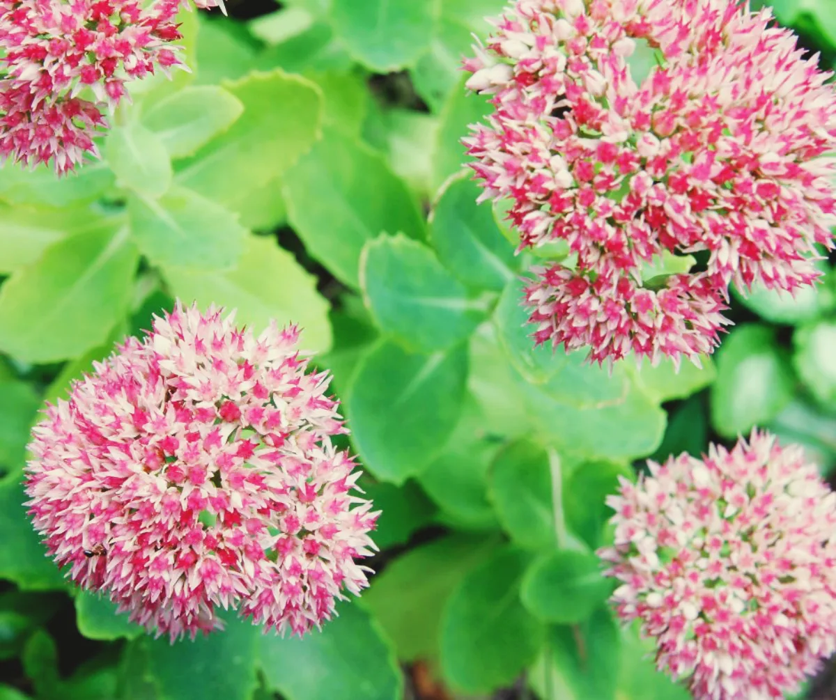 planter sedum en pot fleur d automne pour balcon fleuri toute l année